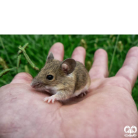 گونه موش خانگی House Mouse